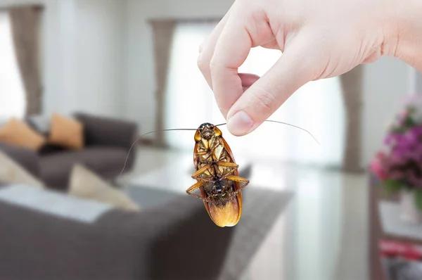 Professional Cockroach Exterminators Sydney