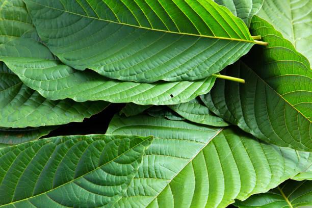 Happy Go Leafy: High-Quality White Malay Kratom for Enhanced Effects